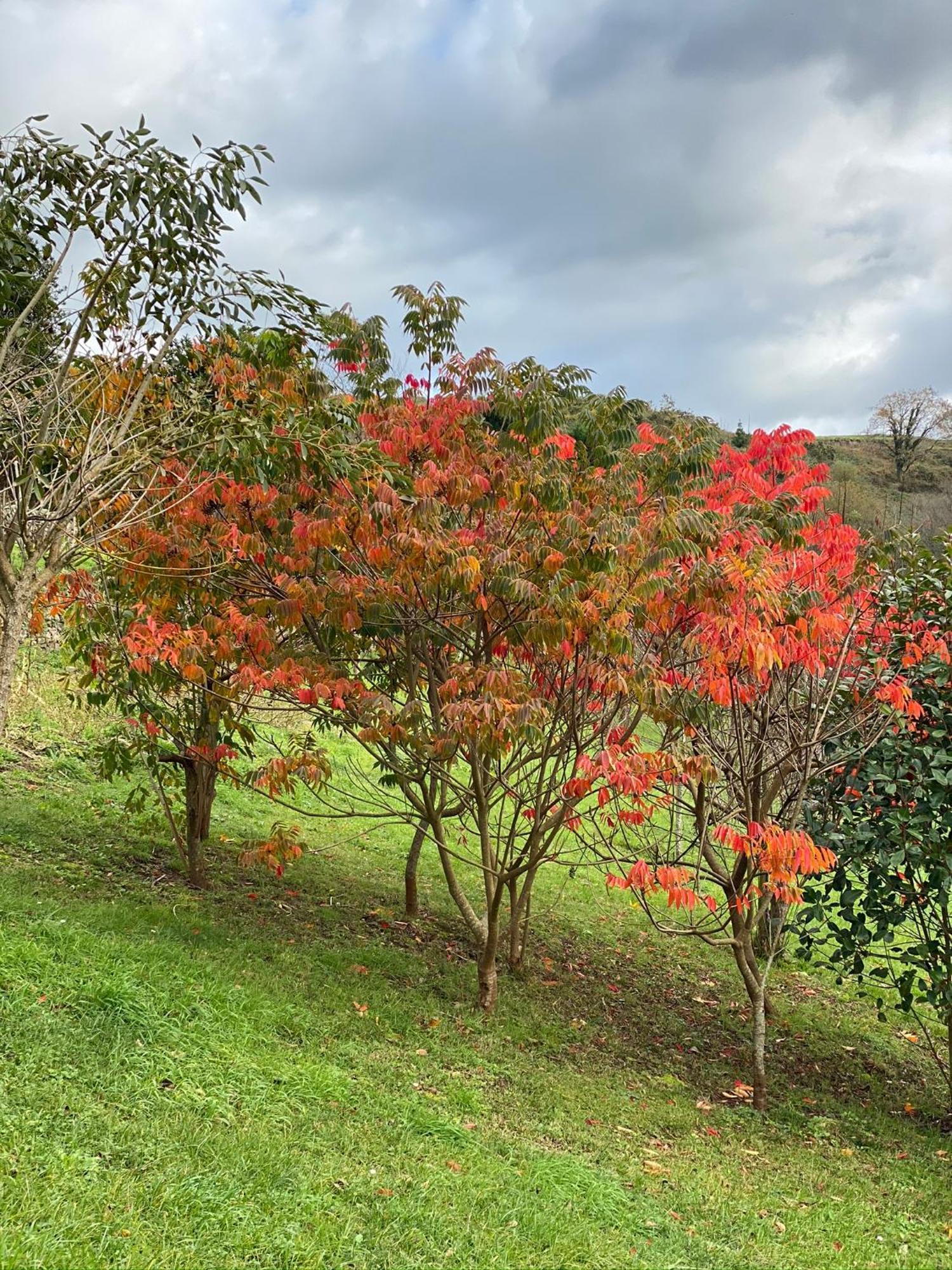 Finca Portizuelo Luarca Εξωτερικό φωτογραφία