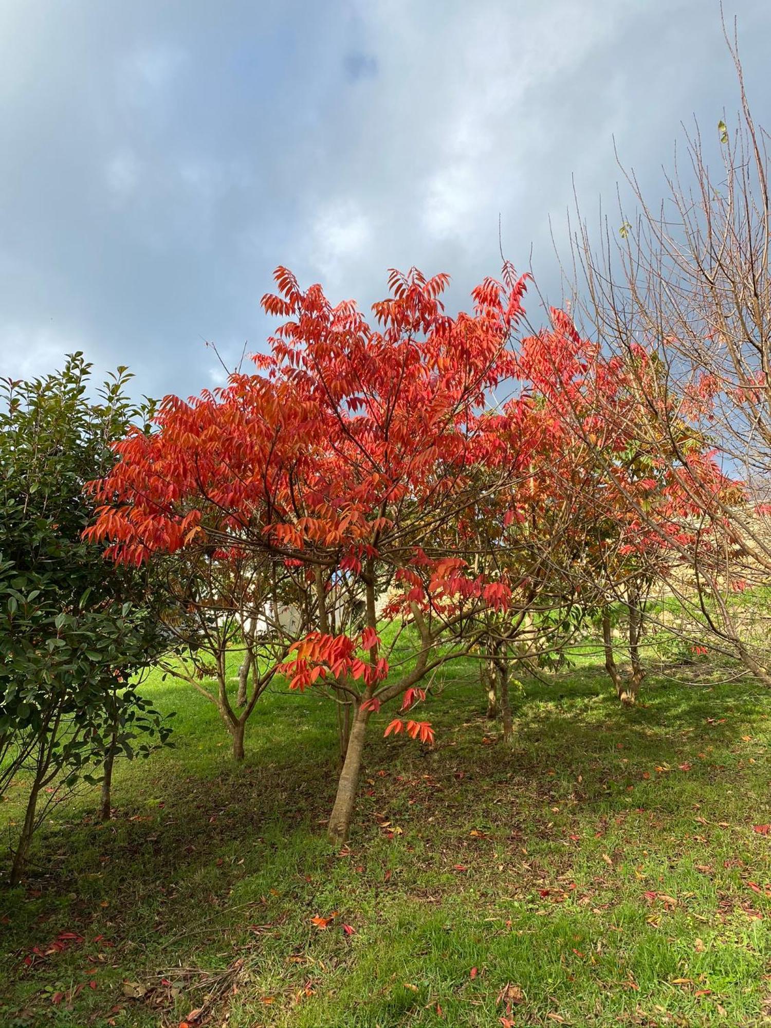 Finca Portizuelo Luarca Εξωτερικό φωτογραφία