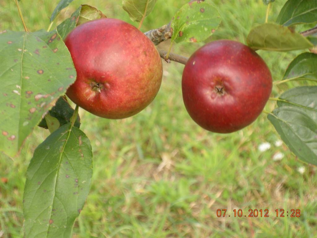 Finca Portizuelo Luarca Εξωτερικό φωτογραφία