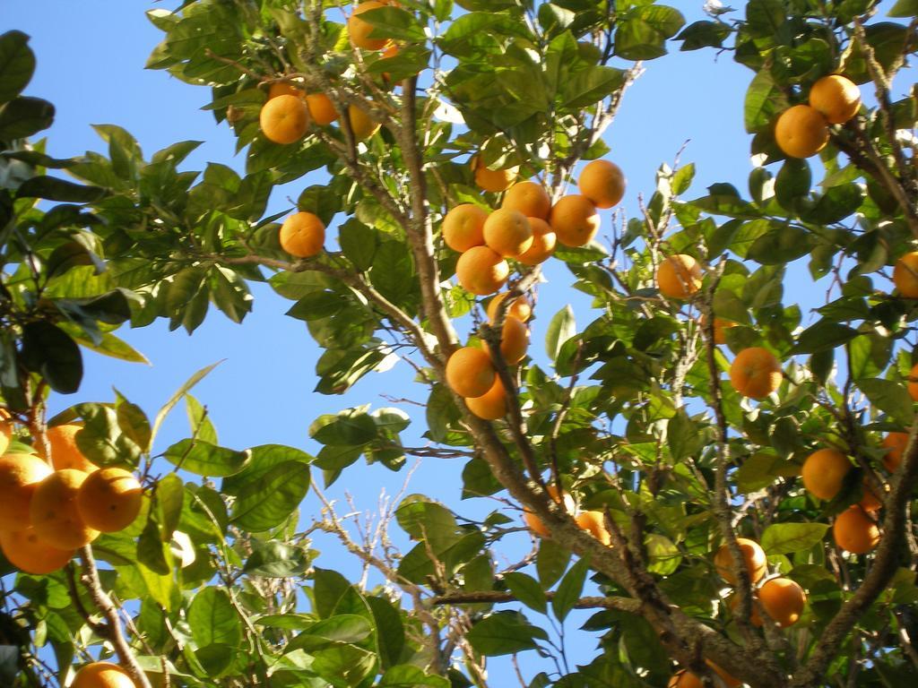 Finca Portizuelo Luarca Εξωτερικό φωτογραφία